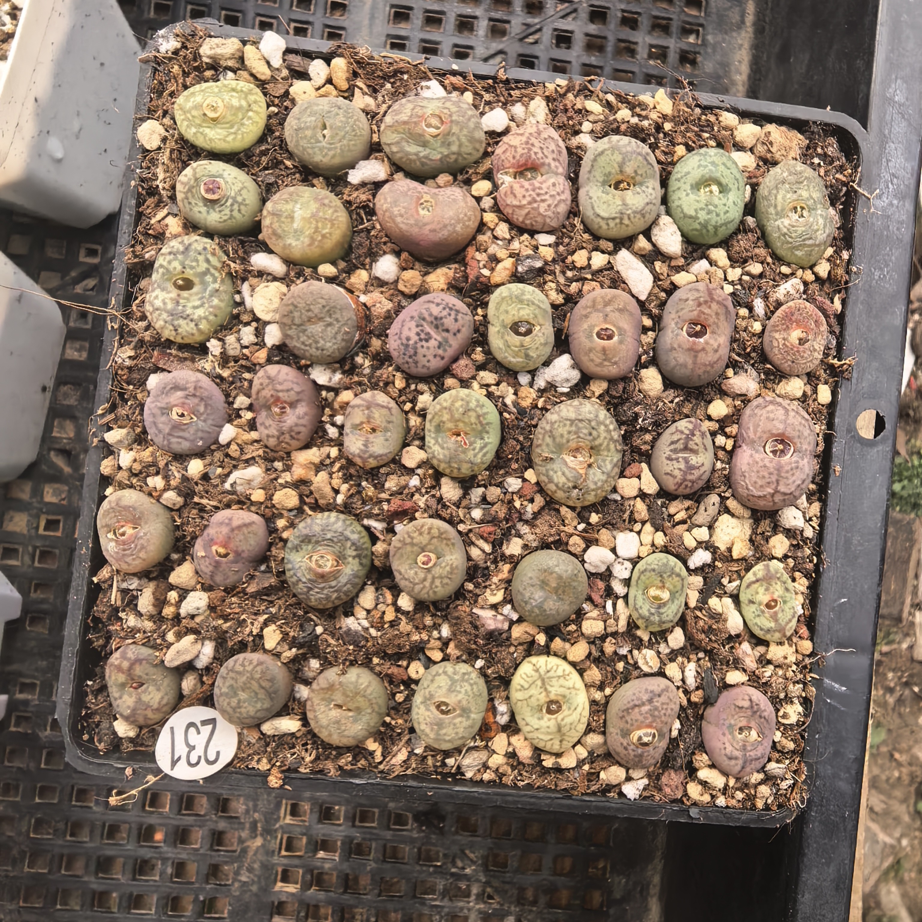 杂交38颗1-1.4CM左右脱土多肉231