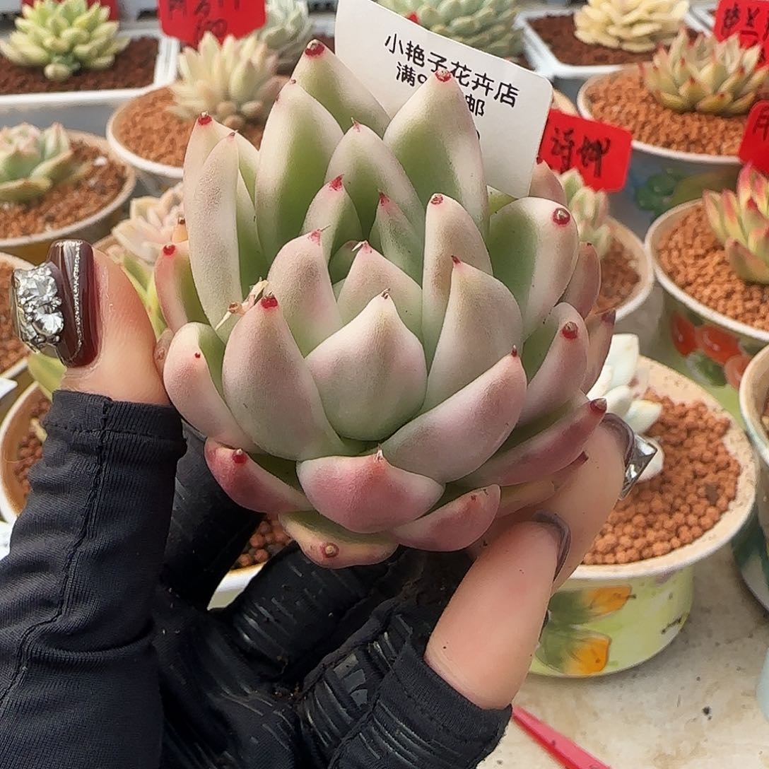 612雪白玛丽亚锦多肉植物