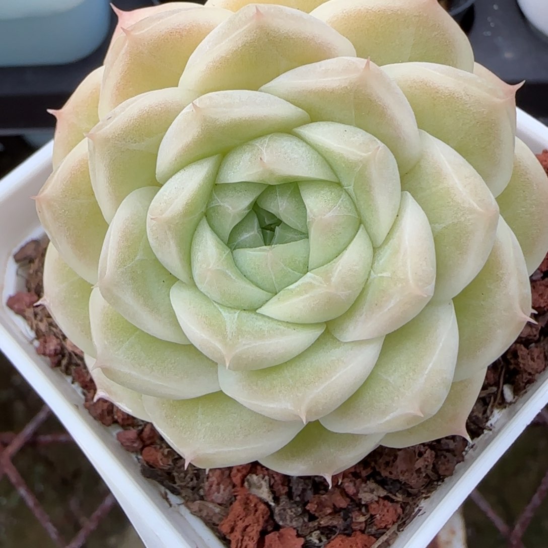 花语逸境0210-574