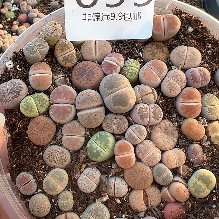 099生石花混合099