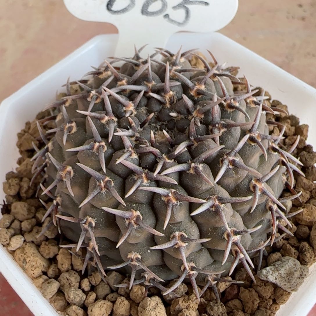 005实生短豪刺黑刺凤头多肉