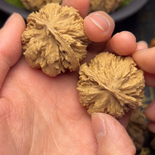 文玩核桃把件秦岭核桃10