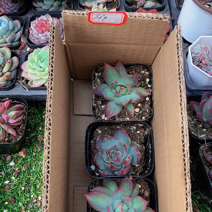 A369惊鸿仙子多肉