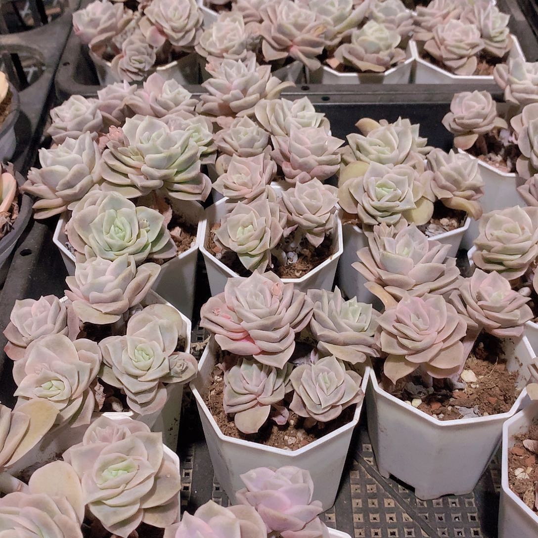 两颗可爱玫瑰24678990000