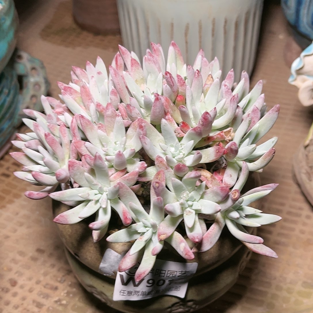 9012海瑟白菊仙女杯多肉