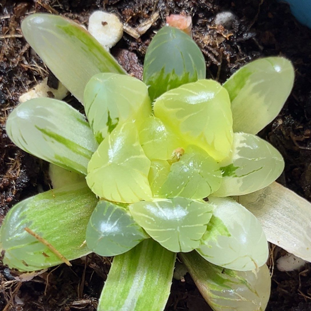 恭喜发财大吉大利0287