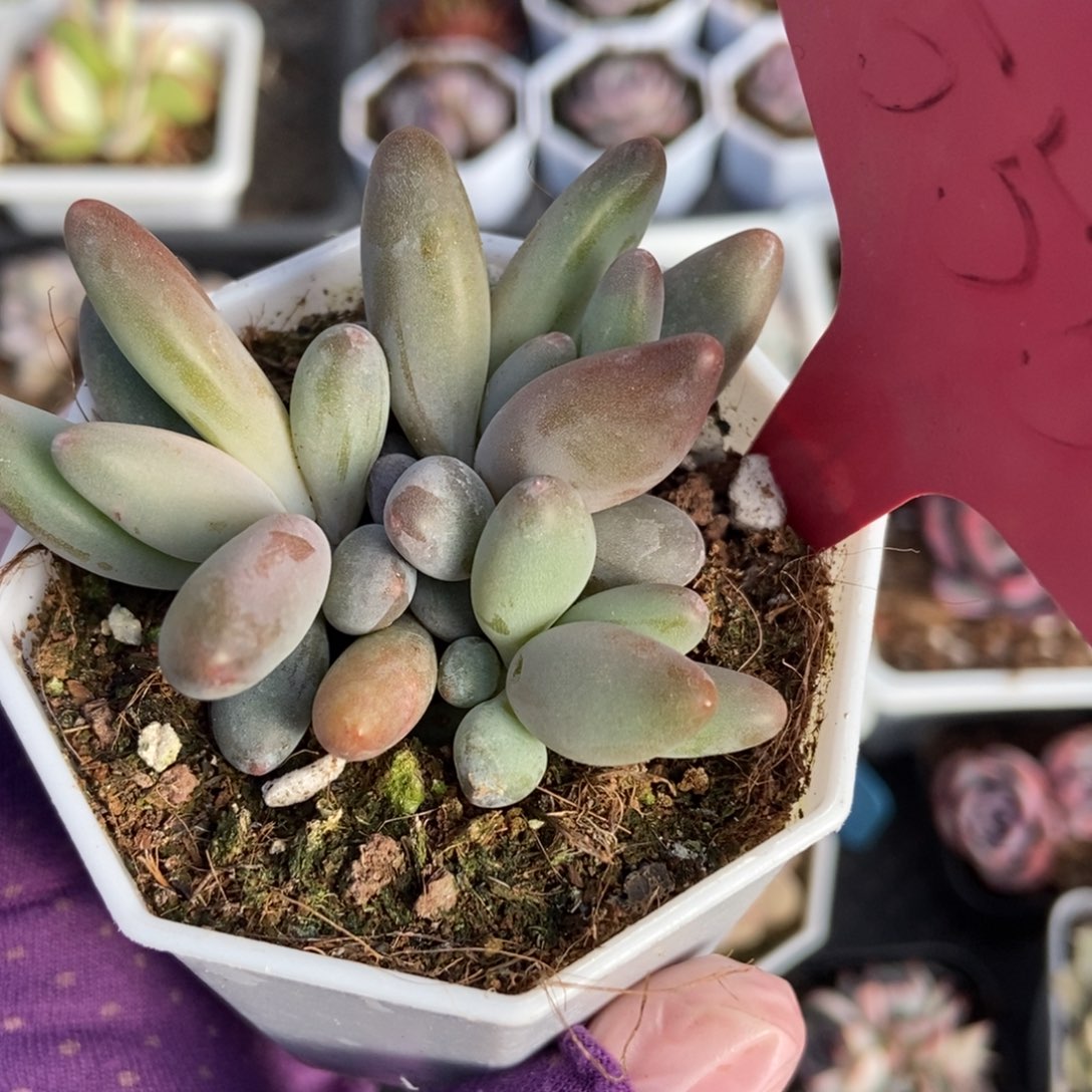 555白兰地多肉植物