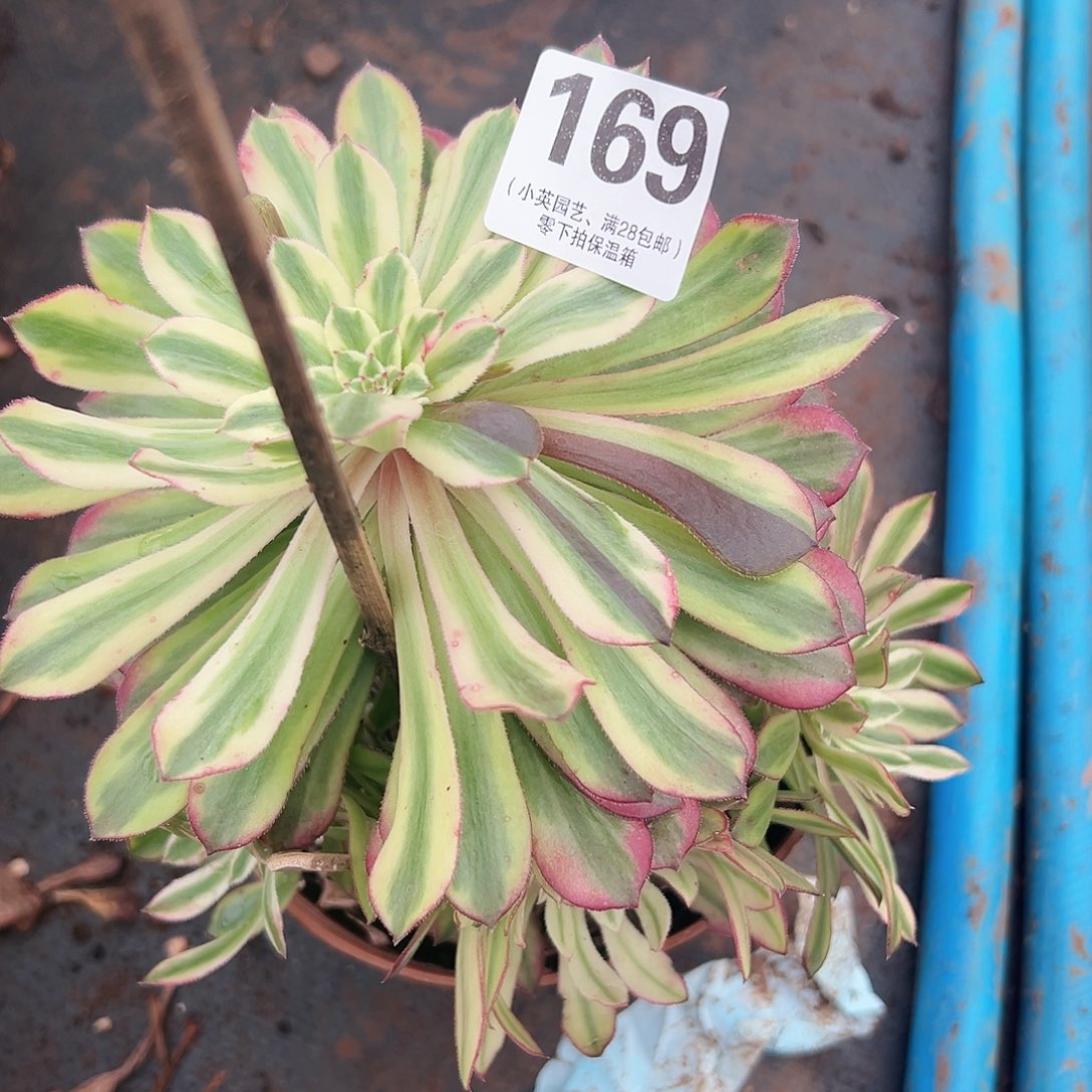 仙墨169多肉植物多肉植物