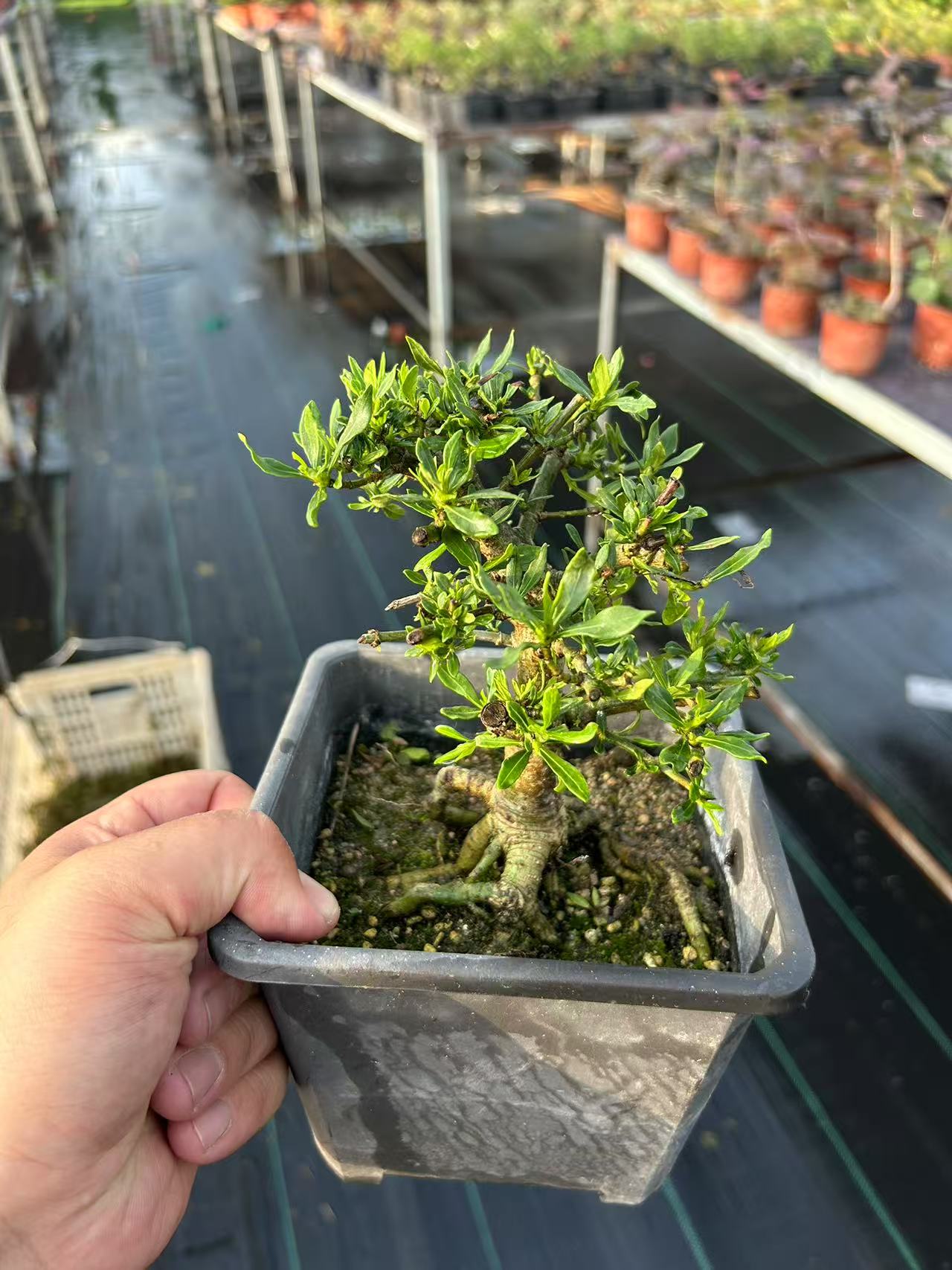 日货矮霸喜黛玉栀子花小盆景