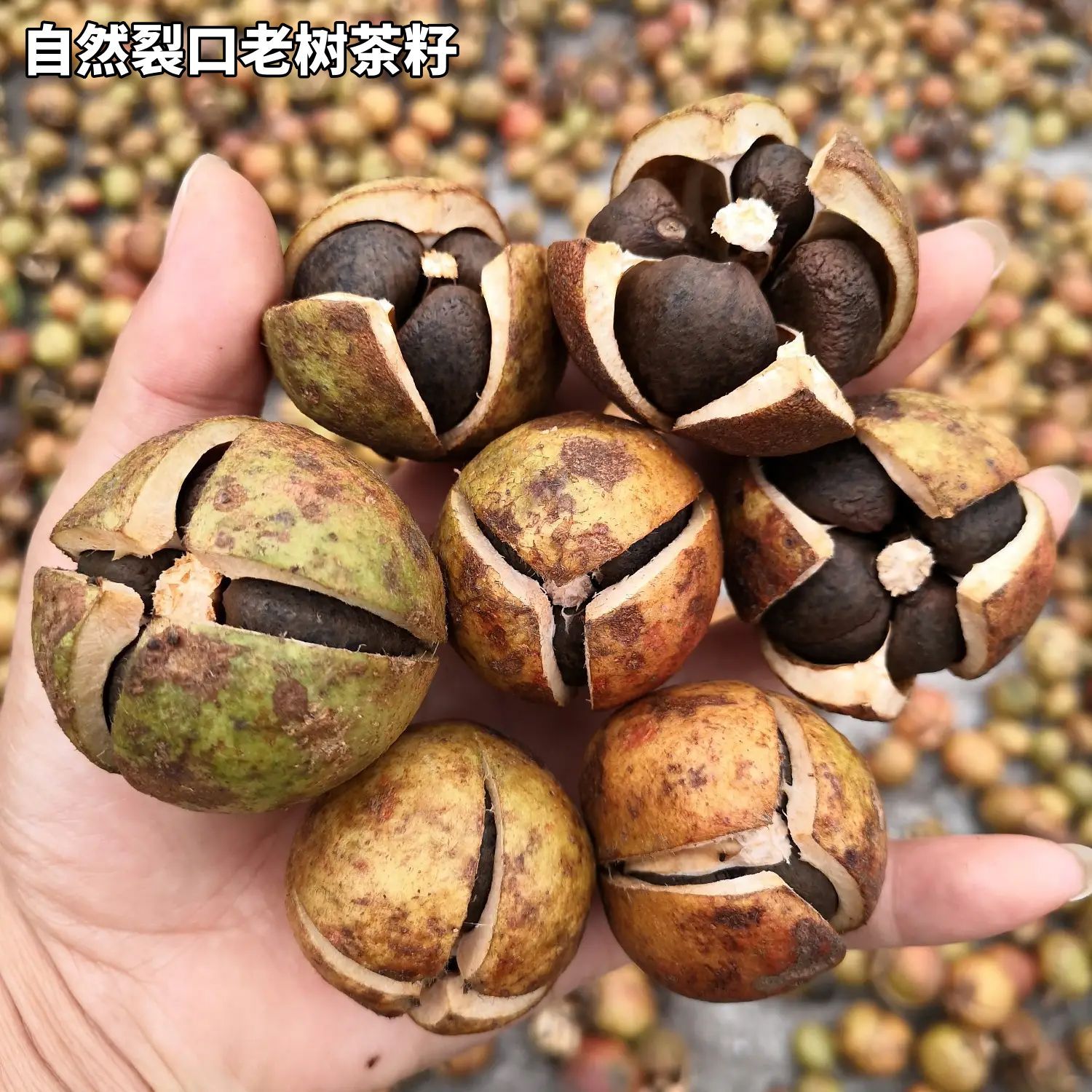 湘西农家老树山茶油