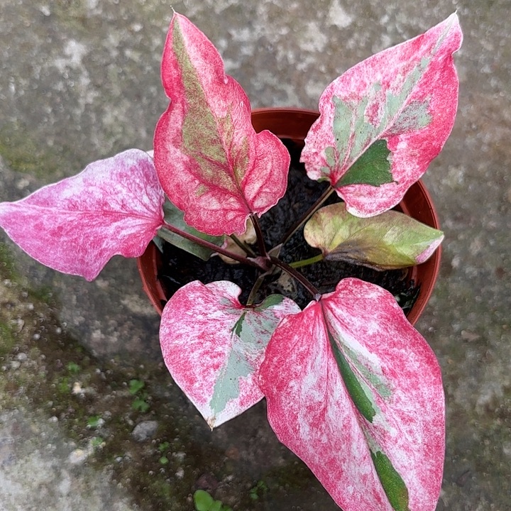 37-1209彩叶芋福利广东现货
