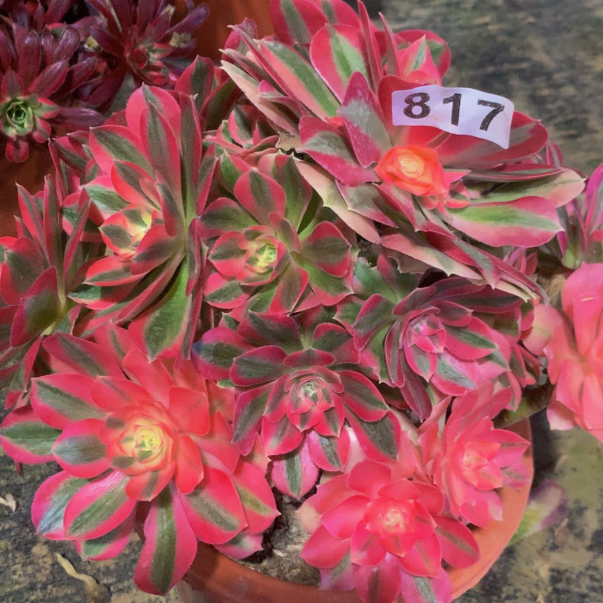 【闪购商品】817女巫多肉