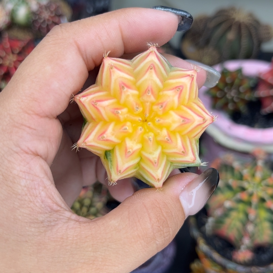 奶黄包    特价捡漏