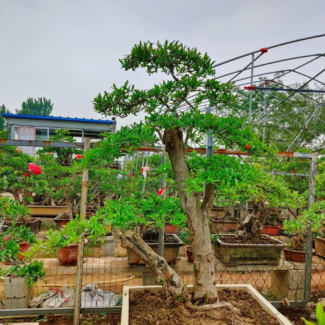 石榴老桩盆景适合庭院室内外阳台栽种观赏绿植景观树
