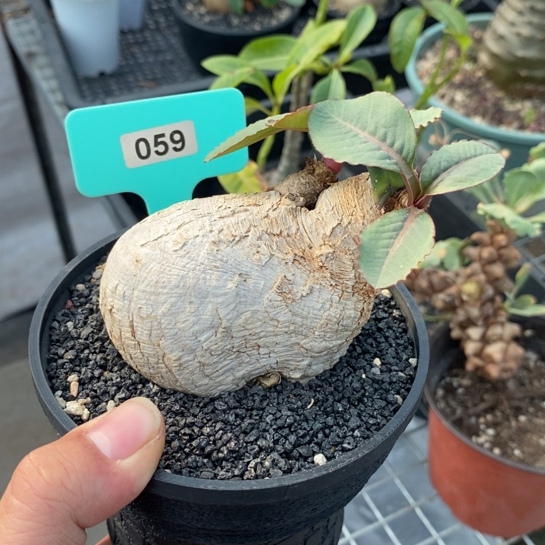 樱花大戢一个多肉