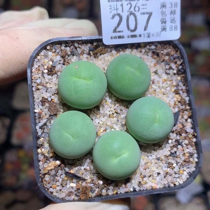 精品生石花126.207