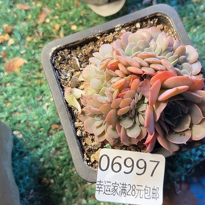 幸运儿是个很有才华又