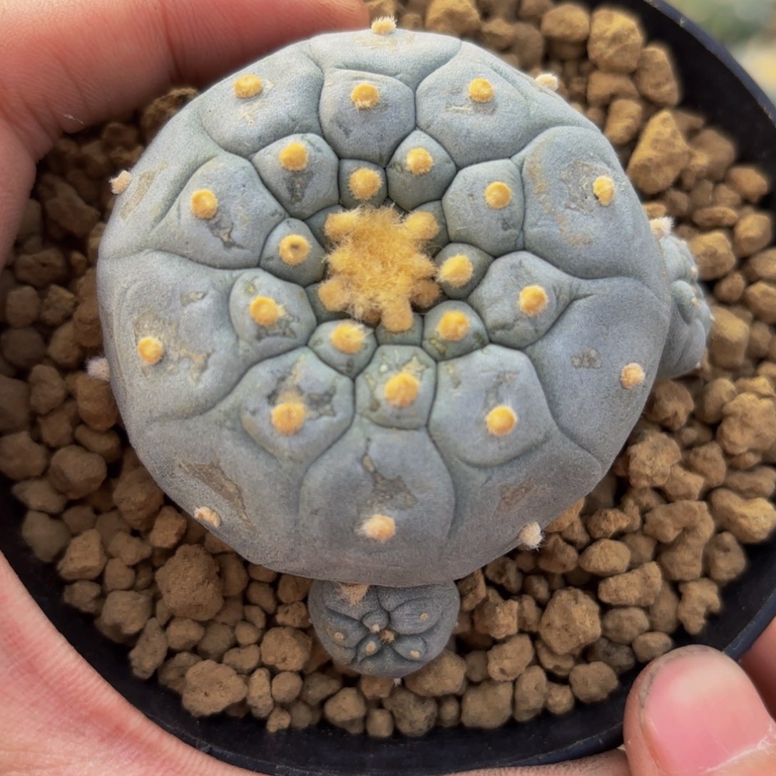 G g g g g g g g 347