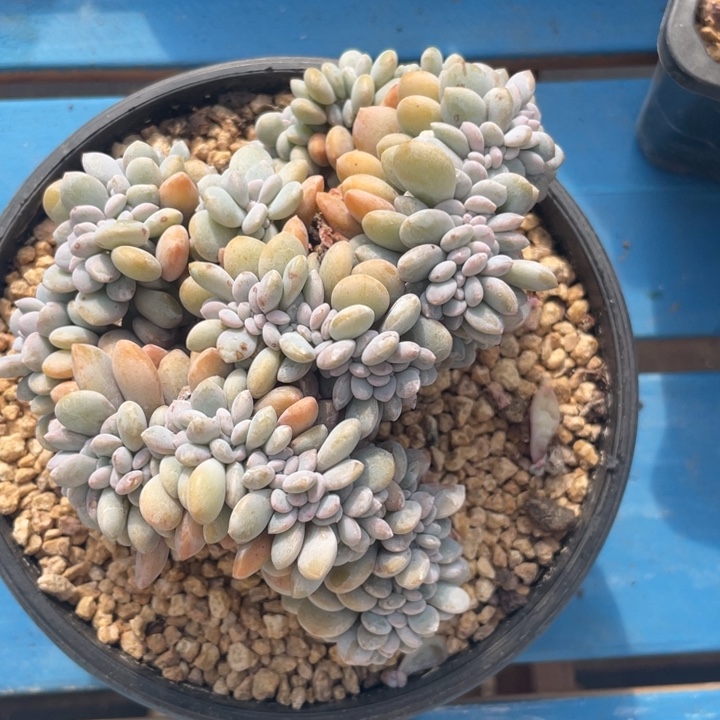 粉兔缀化，福利特价