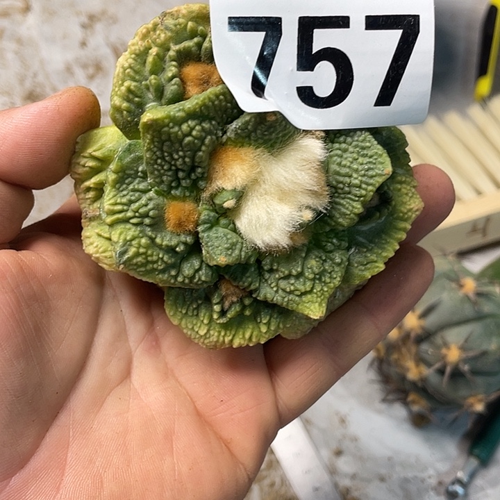 完全开放757哥斯拉锦