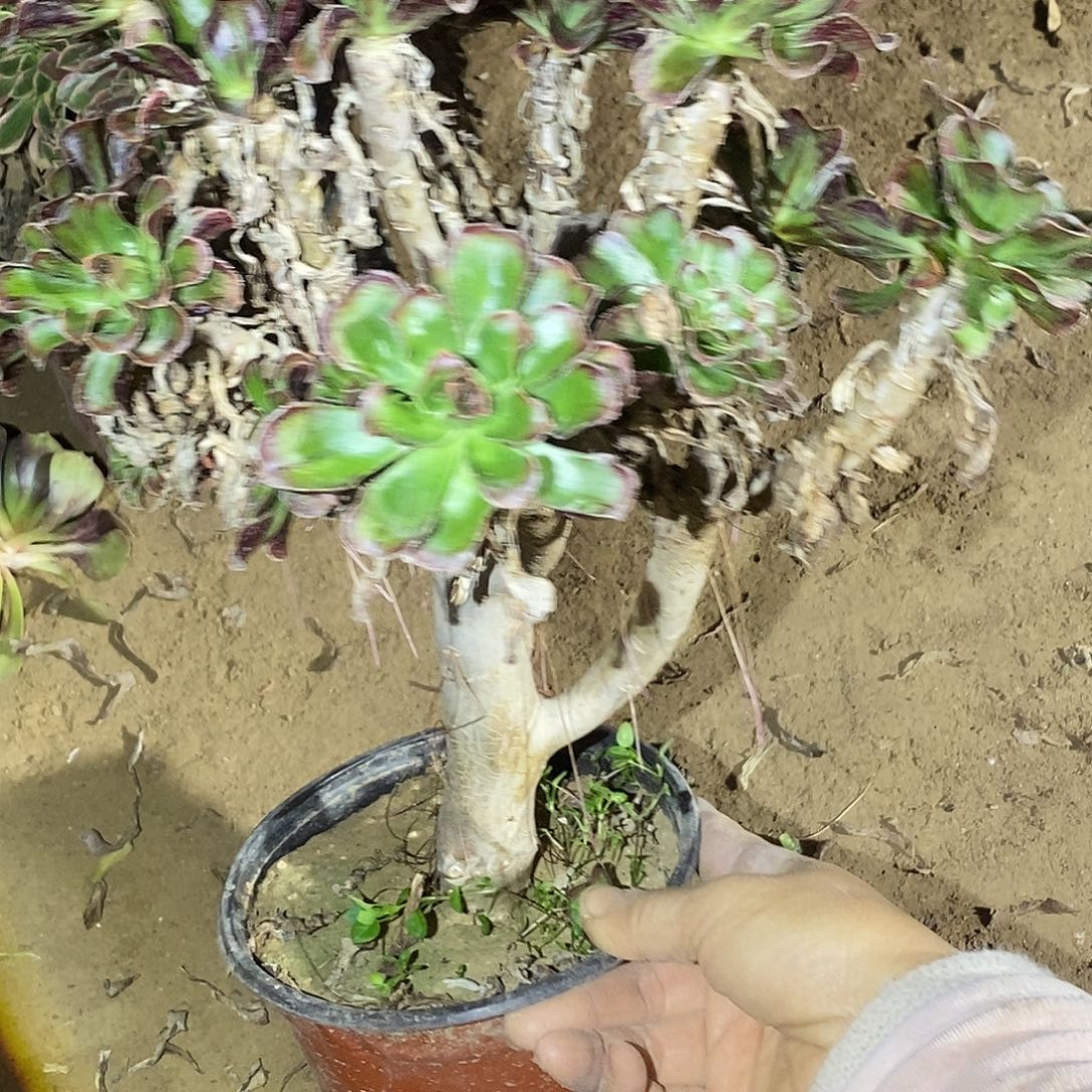 694 多肉植物一物一拍不售后