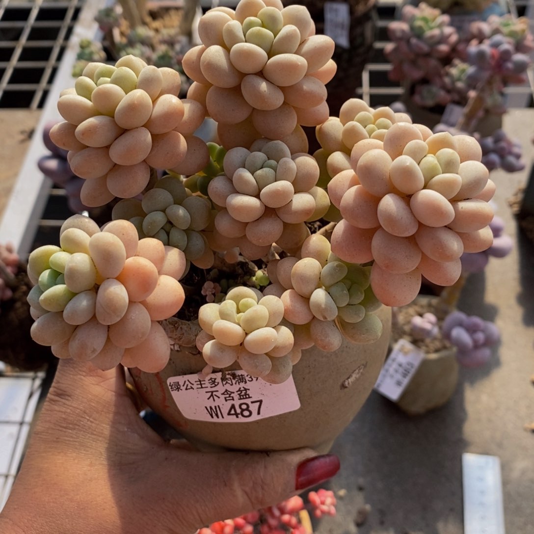 洛可可487/10cm多肉