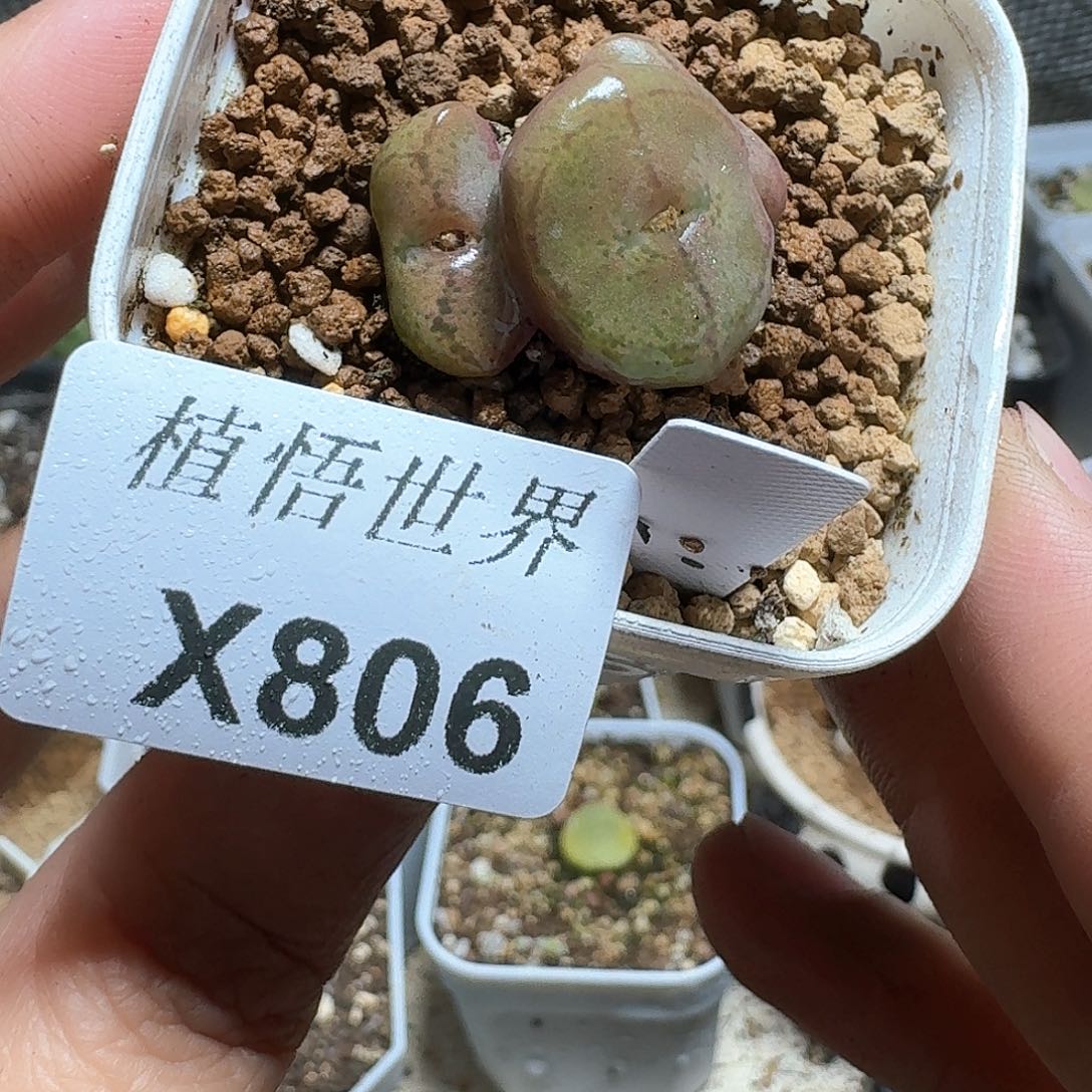 806号多肉植物哇f v