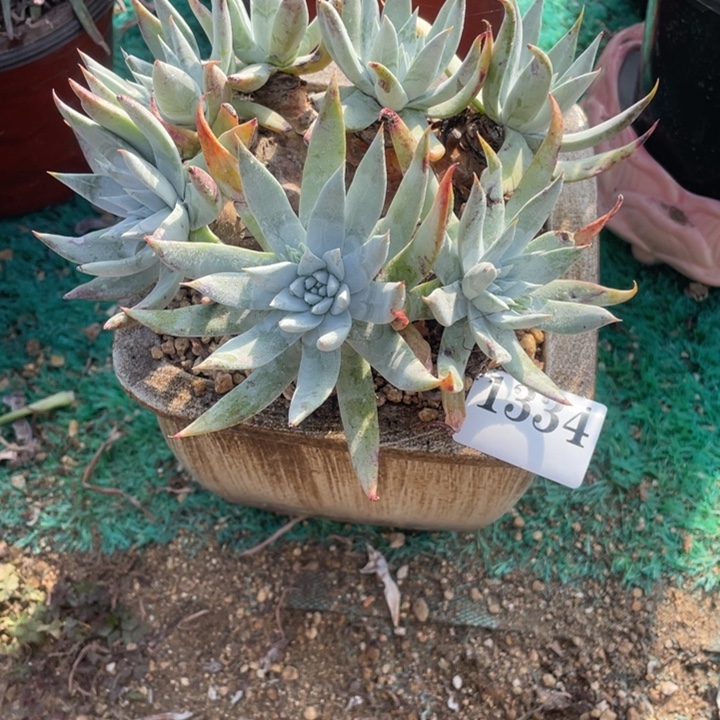 334号苹果叶雪山多肉植物