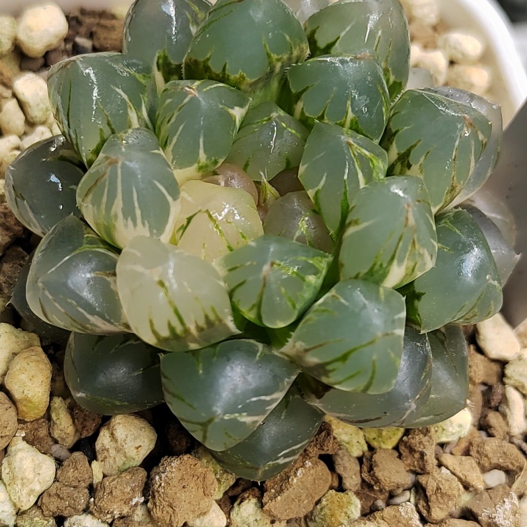 369号 6厘米左右一物一拍带盆