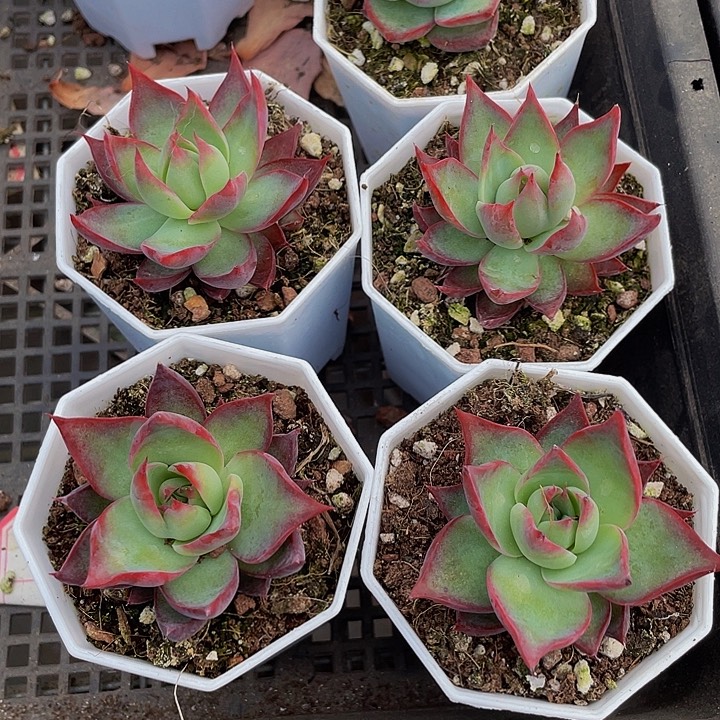 八角盆惊鸿带盆土发