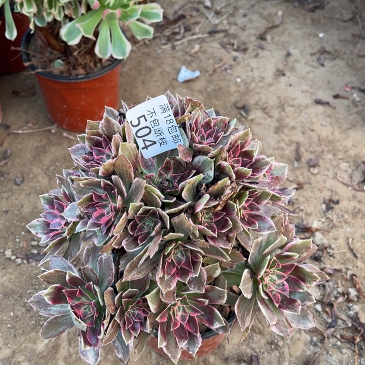 504浣纱手捧1号棚