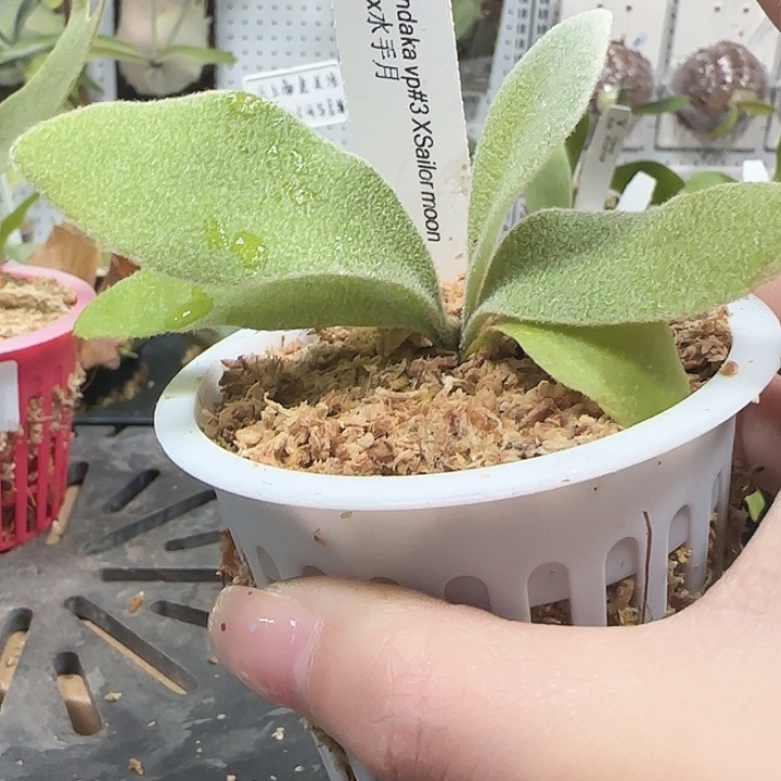 Vp3X水手月鹿角蕨