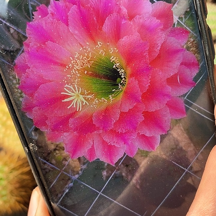 毛 清清16—3/侧芽歪20包邮/5公分左右