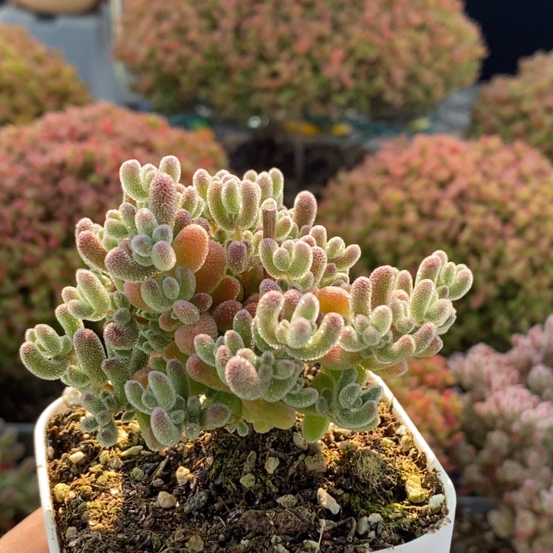 优选冰晶3852枝干番杏