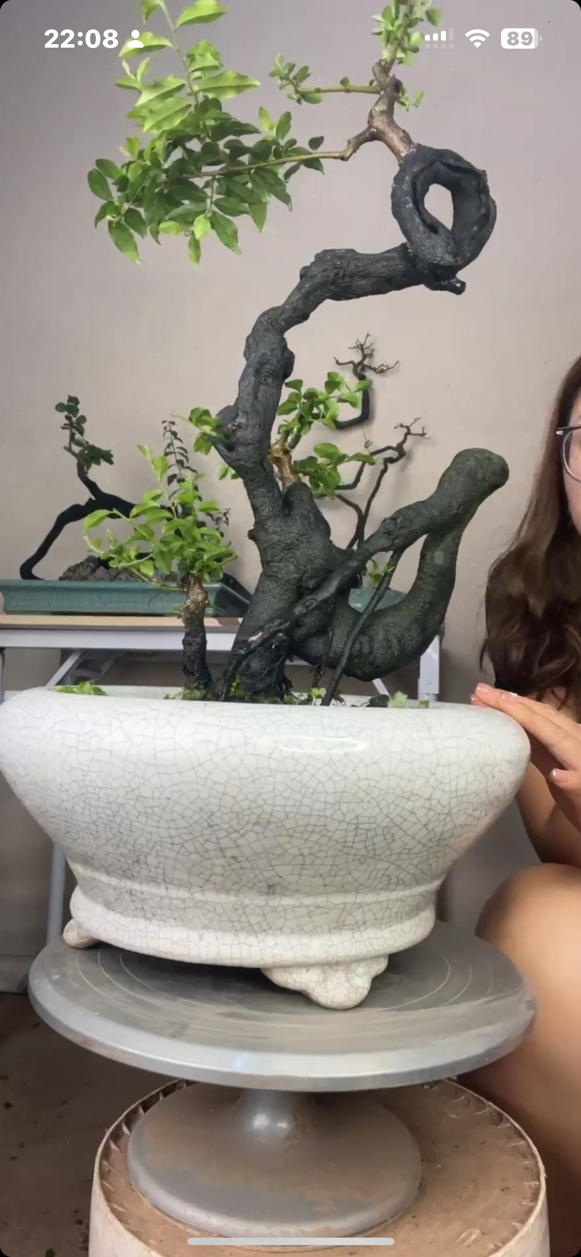 金弹子盆景一拍一付仅在直播间销售