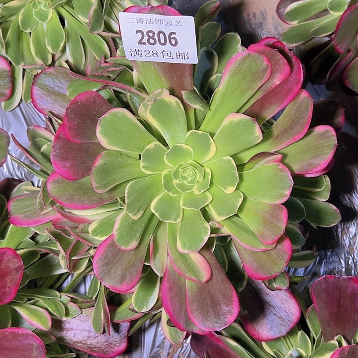 2806幽兰多肉植物2号