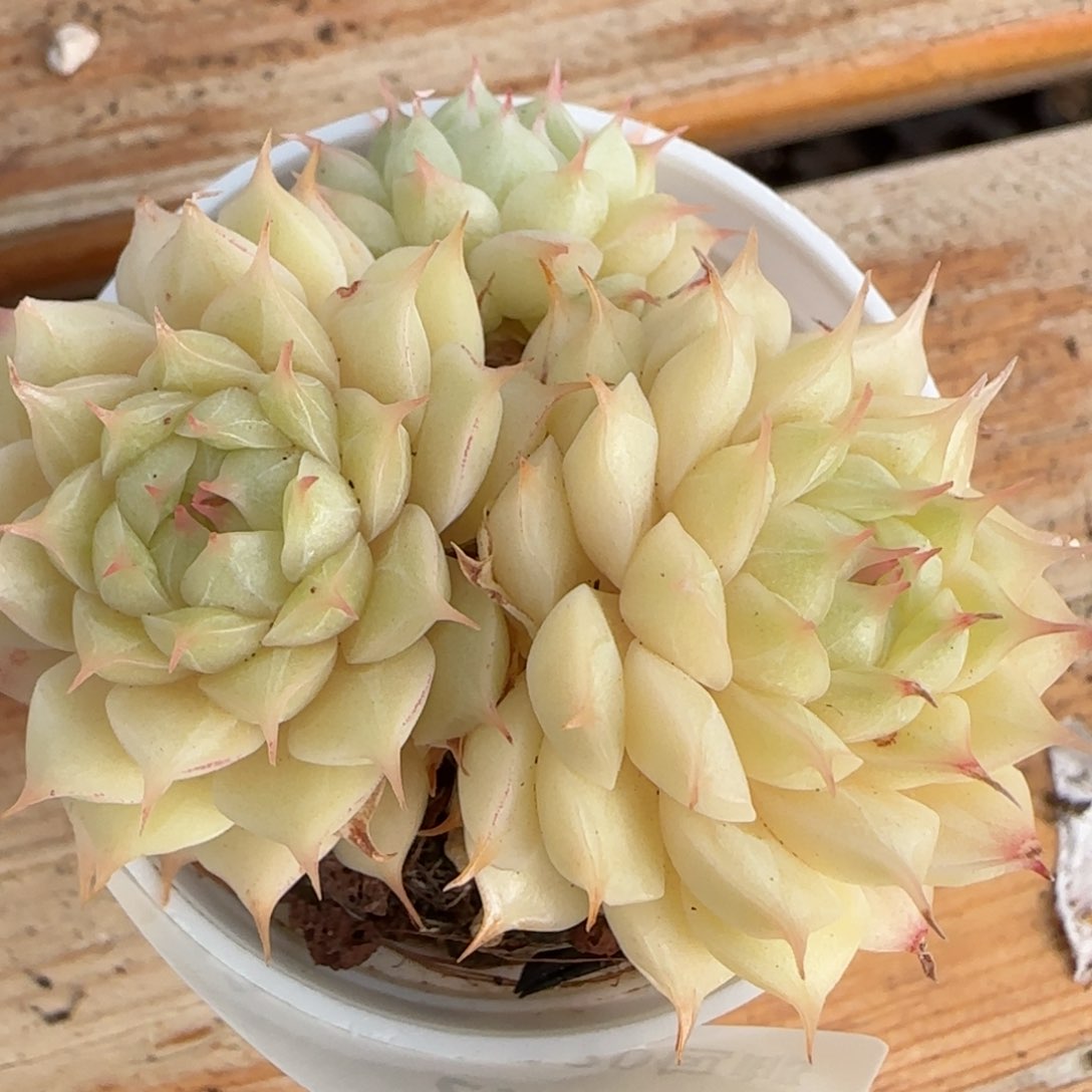 花语逸境0206-71