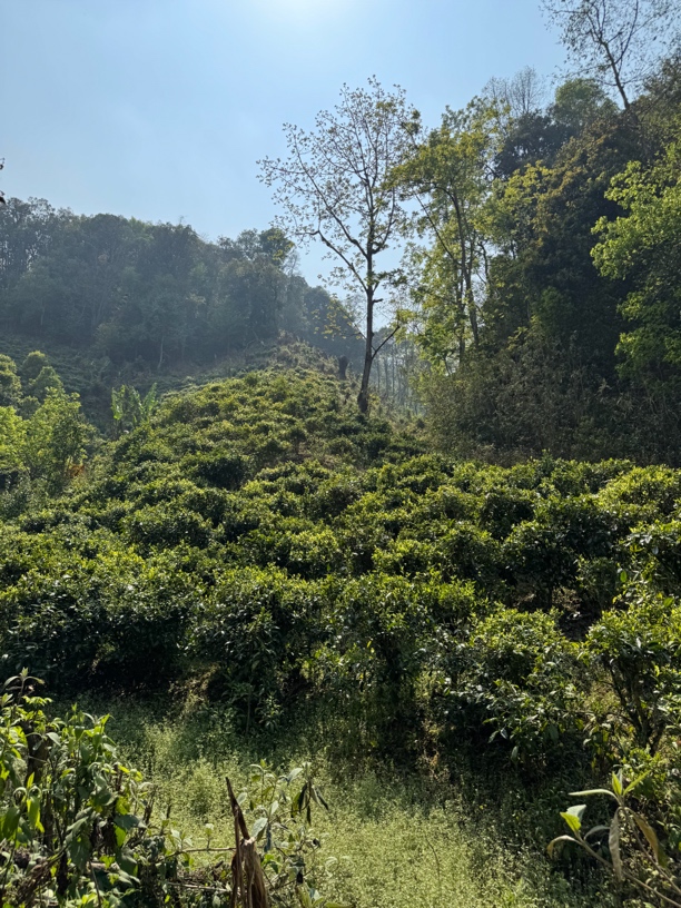 云南香针绿茶茶叶浓香耐泡型春尖烘青鲜爽口感