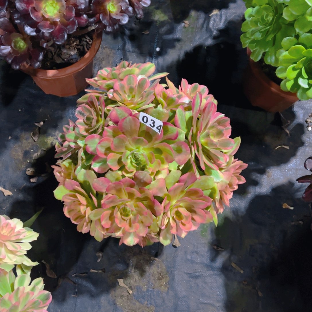 【闪购商品】雅典娜034多肉