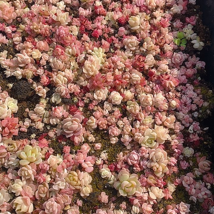 227 多肉植物盆栽花卉植物