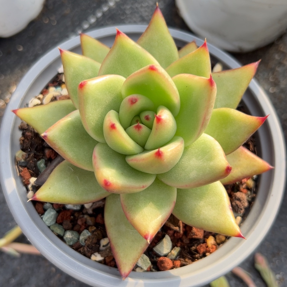 多肉植物一物一拍（36号）