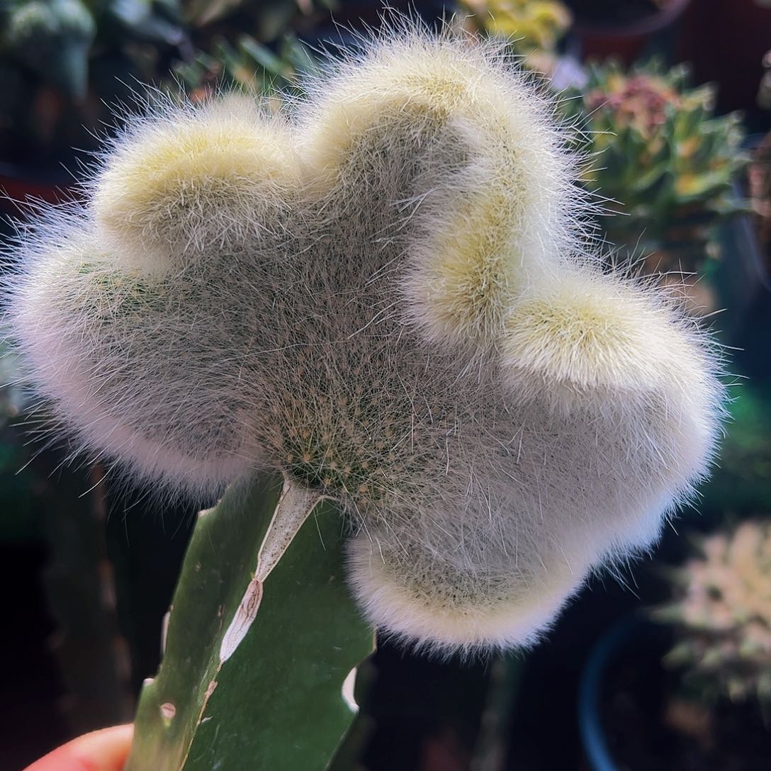 无花朵九尾狐缀化506