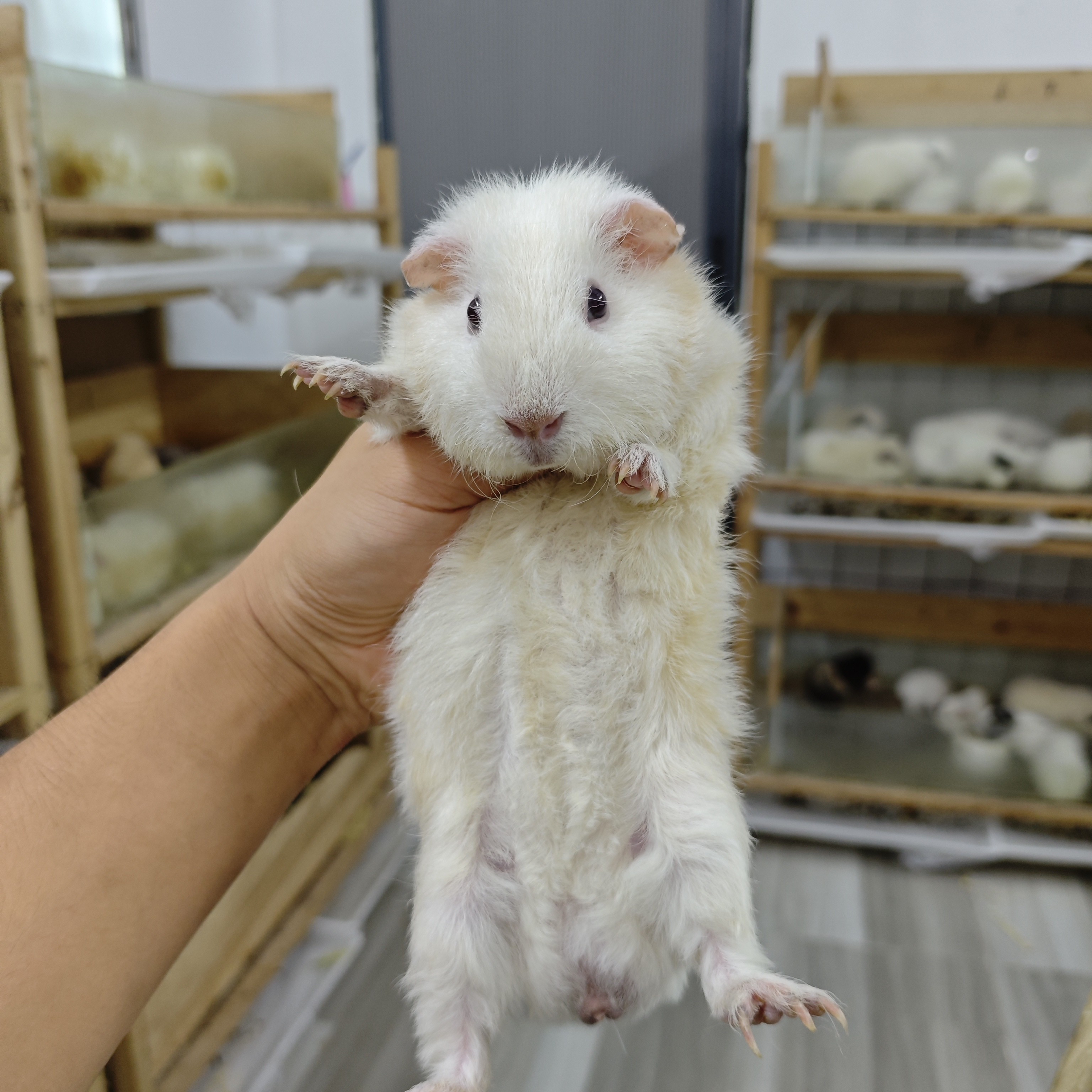 白色美泰弟弟3个多月