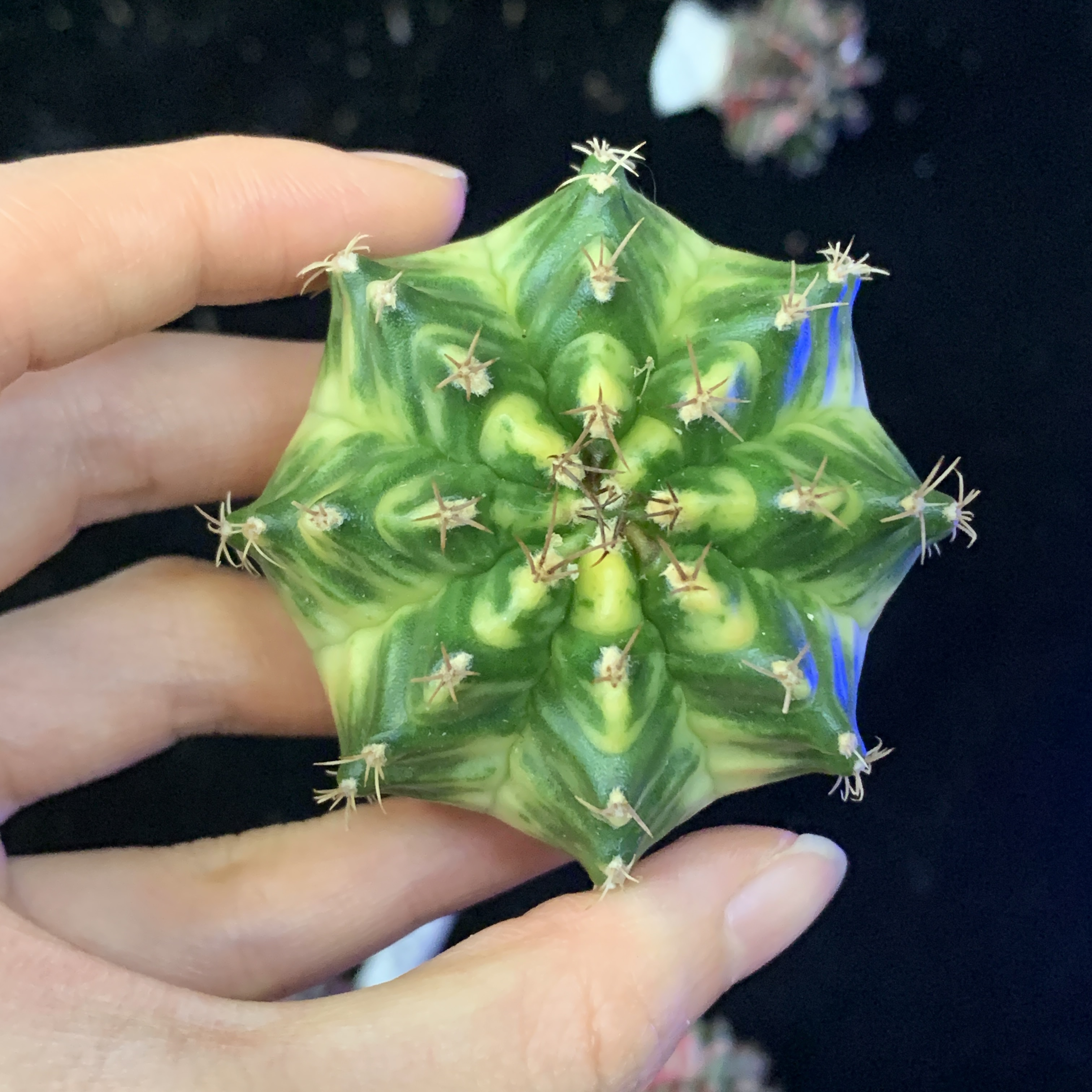 白锦 一物一拍 脱土发货