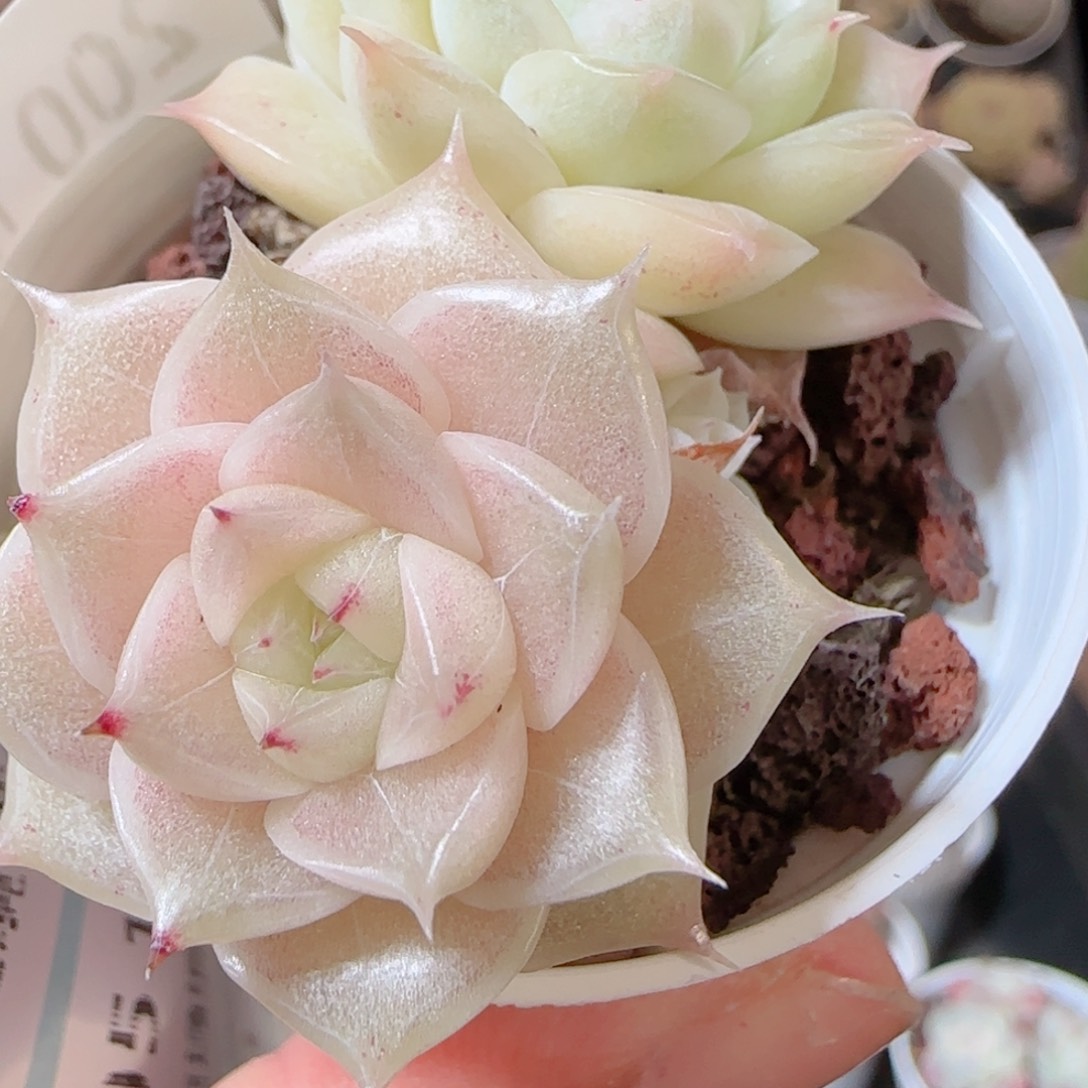 花语多肉1229-200珠光麦秆散
