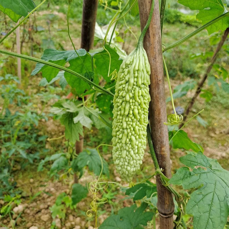 湖南本地老品种白苦瓜新鲜现摘凉瓜农家自种当季蔬菜