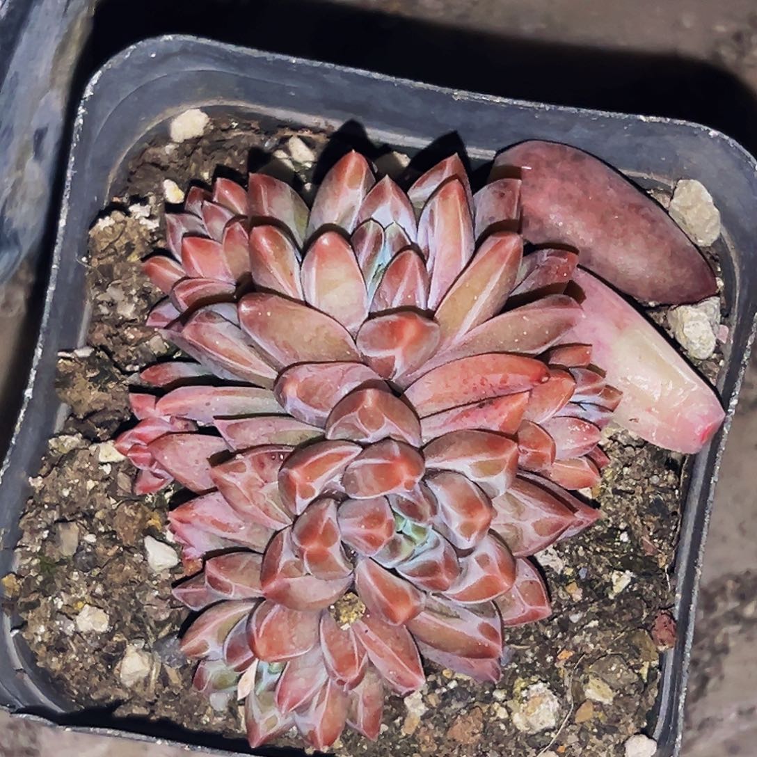 桔云多肉美人精品系列