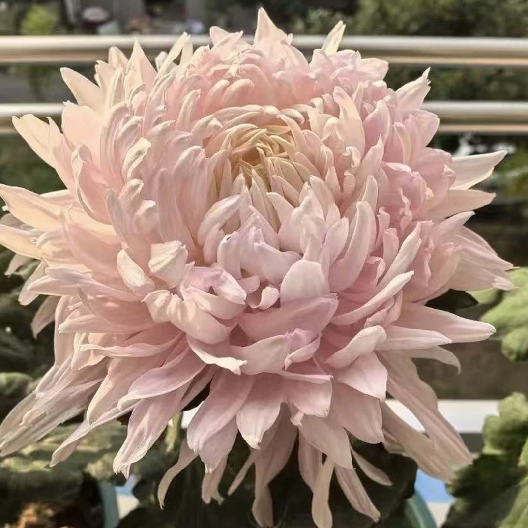 【仙露蟠桃】大花型