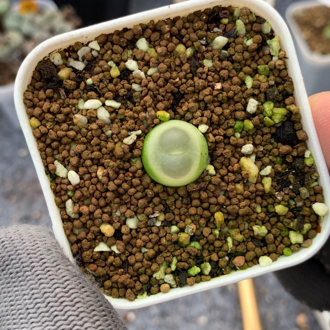 377紫皮拉登一颗
