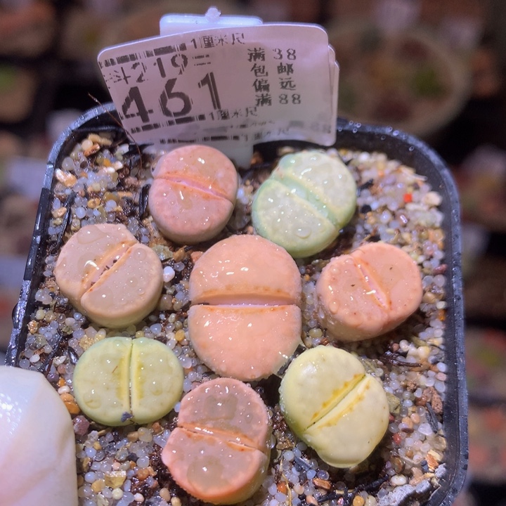 精品生石花219.461